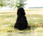 Small Photo #10 Bernedoodle-Poodle (Miniature) Mix Puppy For Sale in SHIPSHEWANA, IN, USA