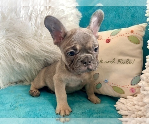 Medium Photo #27 French Bulldog Puppy For Sale in POMONA, CA, USA