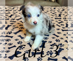 Small Photo #7 Miniature Australian Shepherd Puppy For Sale in SALISBURY, NC, USA