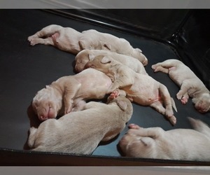 Weimaraner Puppy for sale in IRMO, SC, USA