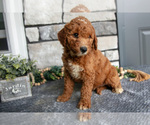 Puppy Brownie Goldendoodle (Miniature)