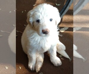 Pyredoodle Puppy for sale in MARION, TX, USA