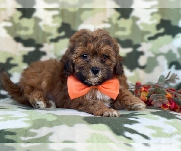 Medium Photo #14 Shih-Poo Puppy For Sale in LAKELAND, FL, USA