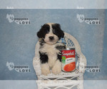 Small Photo #8 Aussiedoodle Puppy For Sale in SANGER, TX, USA