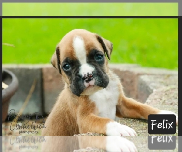 Medium Photo #5 Boxer Puppy For Sale in SHIPSHEWANA, IN, USA
