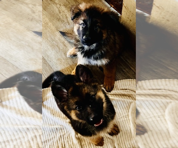 Medium Photo #1 German Shepherd Dog Puppy For Sale in EAST LYME, CT, USA