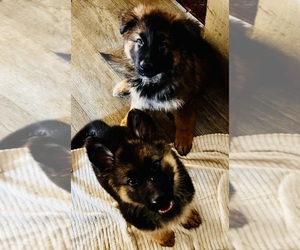 German Shepherd Dog Puppy for sale in EAST LYME, CT, USA