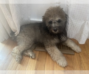 Maltipoo Puppy for sale in CLEVELAND, TN, USA