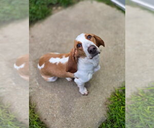 Basset Hound Dogs for adoption in Brookville, OH, USA