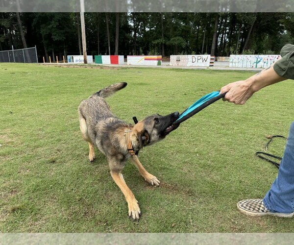 Medium Photo #2 German Shepherd Dog-Unknown Mix Puppy For Sale in Imlay City, MI, USA