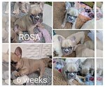 Small Photo #14 French Bulldog Puppy For Sale in MCKINLEYVILLE, CA, USA
