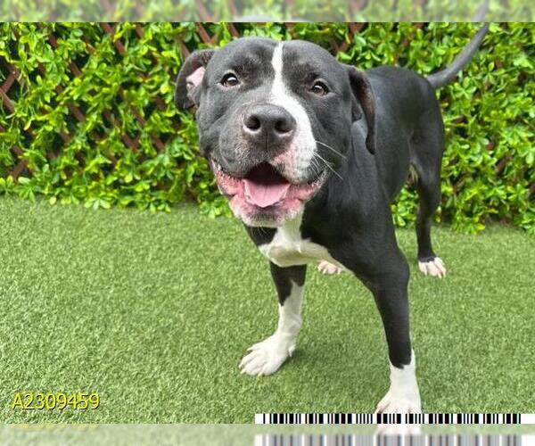 Medium Photo #1 American Pit Bull Terrier Puppy For Sale in West Palm Beach, FL, USA