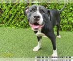 Small American Pit Bull Terrier