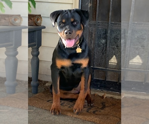 Medium Photo #15 Rottweiler Puppy For Sale in VONORE, TN, USA