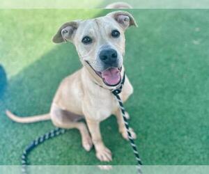 TITUS - Male Labrador Retriever Dog for Adoption - Photo #2