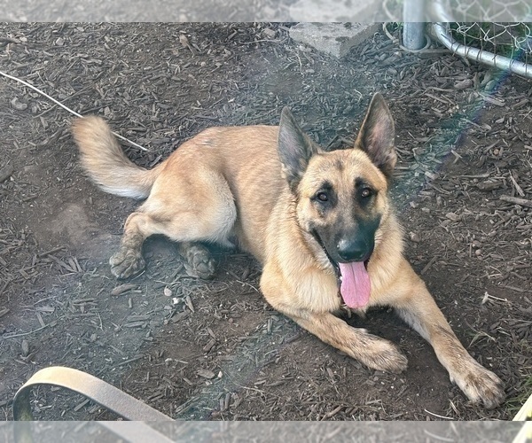 Medium Photo #6 German Shepherd Dog Puppy For Sale in JAY, OK, USA