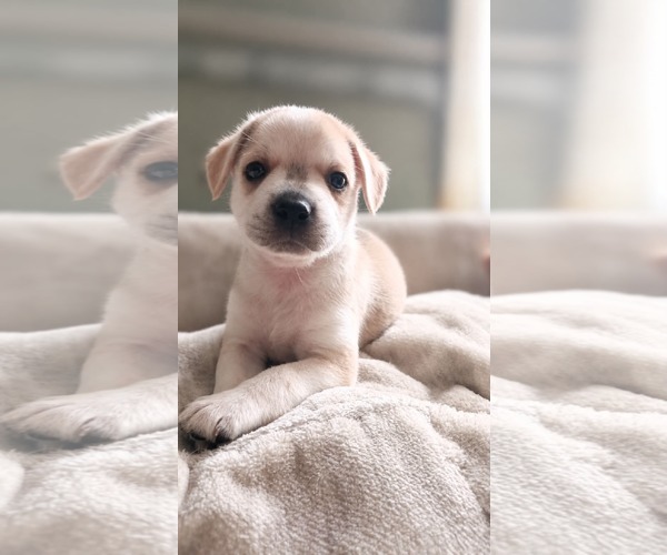 Medium Photo #1 Mutt Puppy For Sale in Holly Springs, NC, USA
