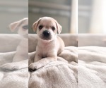 Cinnamon - Female Mutt Dog for Adoption - Small photo