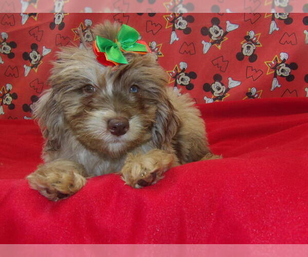 Medium Photo #10 F2 Aussiedoodle Puppy For Sale in PATERSON, NJ, USA