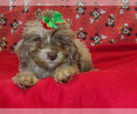 Small #9 F2 Aussiedoodle