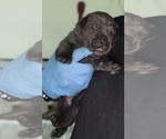 Small #13 Cane Corso