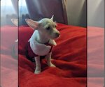 Small Photo #7 Mutt Puppy For Sale in Escondido, CA, USA