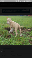 American Pit Bull Terrier Puppy for sale in SPRINGFIELD, MO, USA