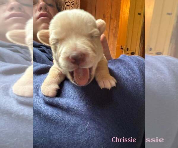 Medium Photo #1 Chihuahua-Unknown Mix Puppy For Sale in New York, NY, USA