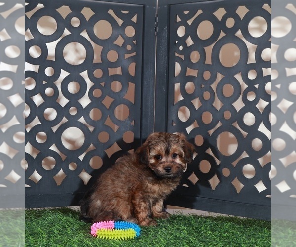 Medium Photo #3 Yorkiepoo mix (+ Poodle Toy) Puppy For Sale in MOUNT VERNON, OH, USA