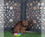 Small #2 Yorkiepoo mix (+ Poodle Toy)