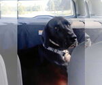 Small #13 Great Dane