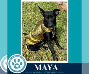 Labrador Retriever-Unknown Mix Dogs for adoption in Kimberton, PA, USA