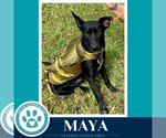 Small Labrador Retriever Mix