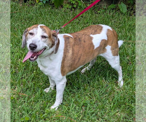 Medium Photo #6 Beagle-Unknown Mix Puppy For Sale in Dunnellon, FL, USA