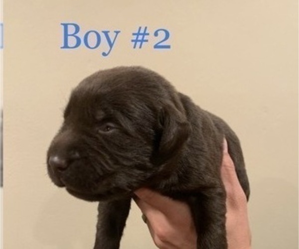 Medium Photo #3 Labrador Retriever Puppy For Sale in ESCONDIDO, CA, USA