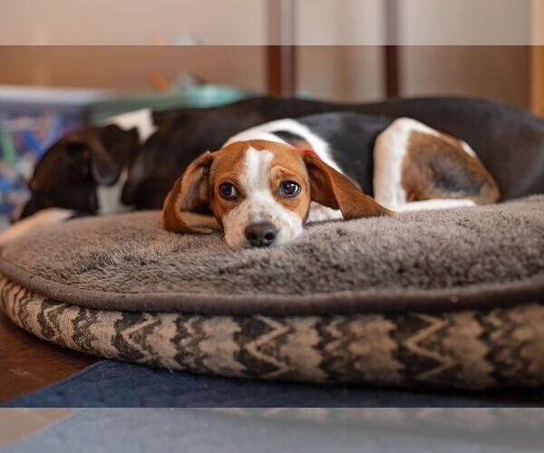 Medium Photo #2 Cheagle Puppy For Sale in Landenberg, PA, USA