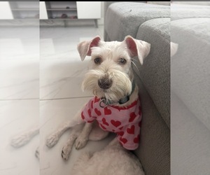 Mother of the Schnauzer (Miniature) puppies born on 05/23/2026