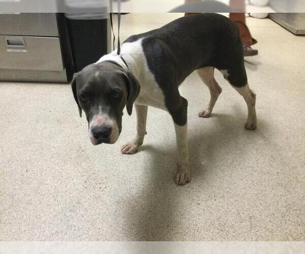 Medium Photo #1 Plott Hound-Unknown Mix Puppy For Sale in Riverside, CA, USA