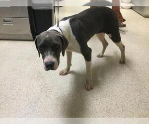 Plott Hound-Unknown Mix Dogs for adoption in Riverside, CA, USA