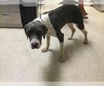 Small Plott Hound Mix