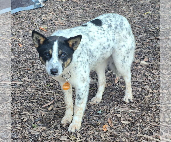 Medium Photo #1 Mutt Puppy For Sale in Paso Robles, CA, USA