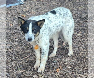 Mutt Dogs for adoption in Paso Robles, CA, USA