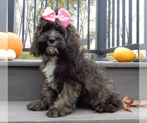 Cockapoo Puppy for sale in MILLERSBURG, OH, USA