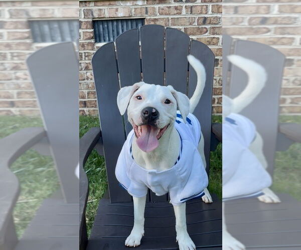 Medium Photo #26 American Pit Bull Terrier-Unknown Mix Puppy For Sale in Mooresville, NC, USA