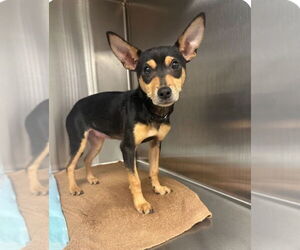 Chiweenie Dogs for adoption in Oakhurst, NJ, USA