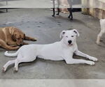 Small #15 Boxer Mix