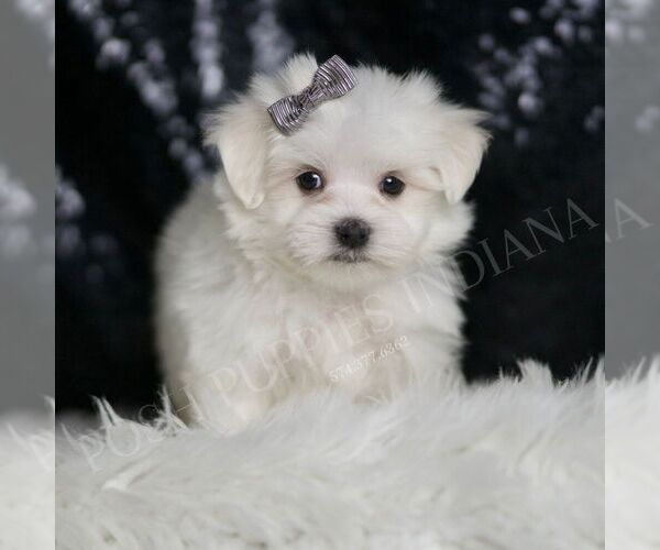Medium Photo #5 Maltese Puppy For Sale in WARSAW, IN, USA