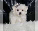 Small #4 Maltese