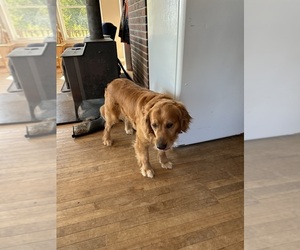 Father of the Golden Retriever puppies born on 08/04/2025