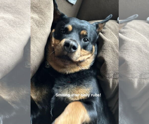 Medium Photo #3 Rottweiler-Unknown Mix Puppy For Sale in Princeton, MN, USA